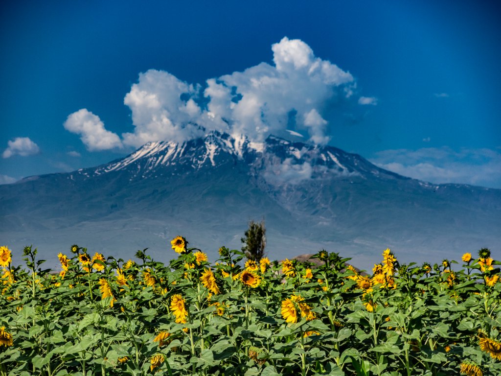 ararat5.jpg