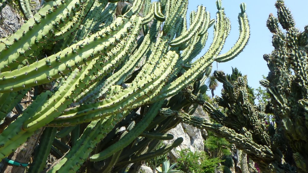 jardinexotiquedemonaco27.jpg