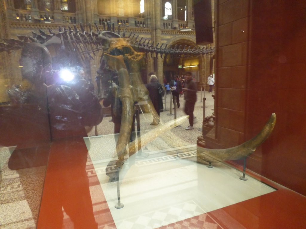 naturalhistorymuseum.jpg