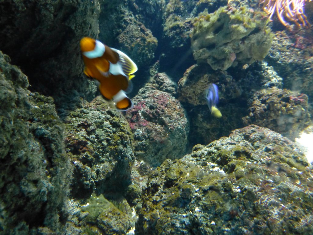 findingnemo11.jpg
