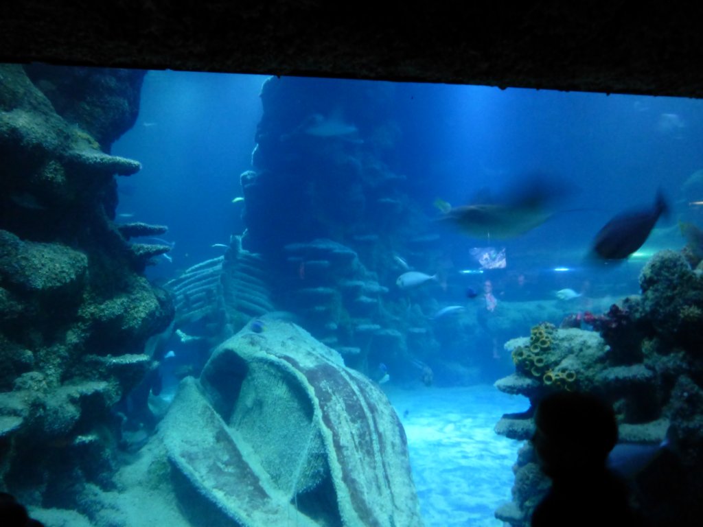 sealifelondonaquarium17.jpg