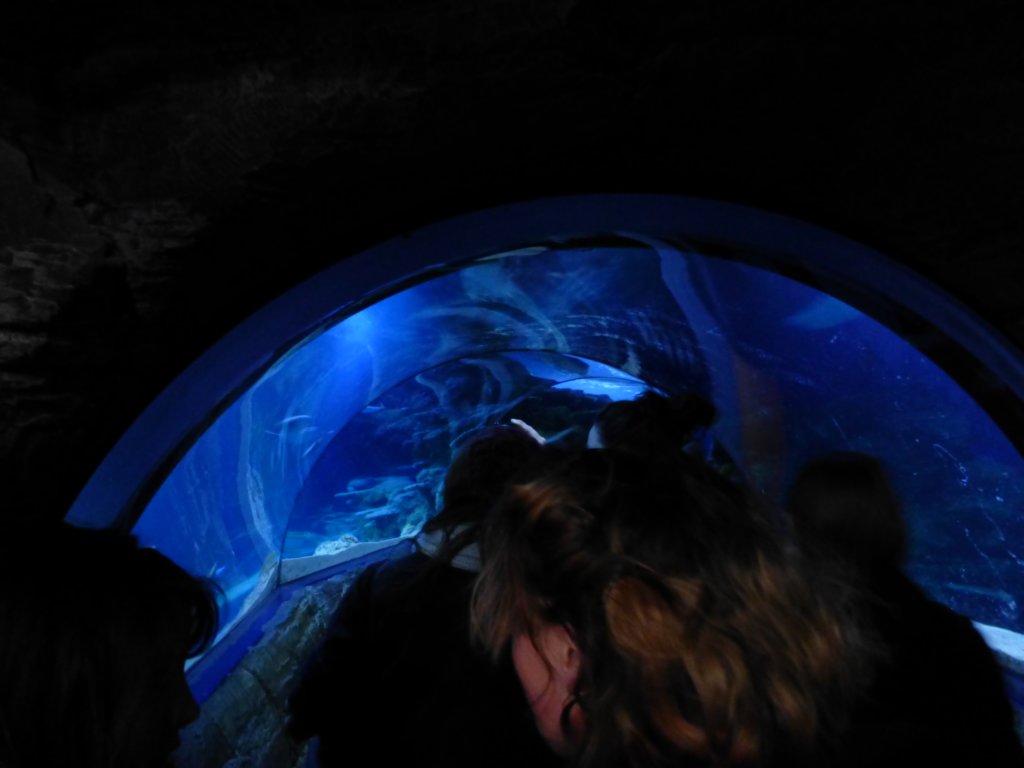 sealifelondonaquarium22.jpg