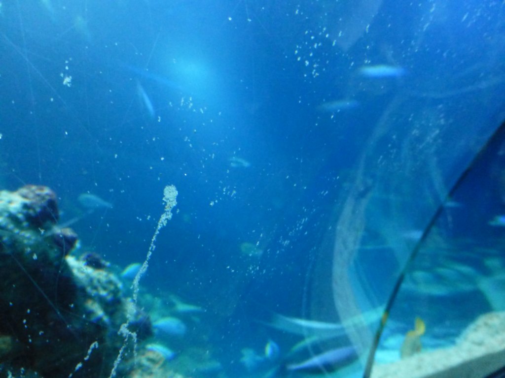 sealifelondonaquarium25.jpg
