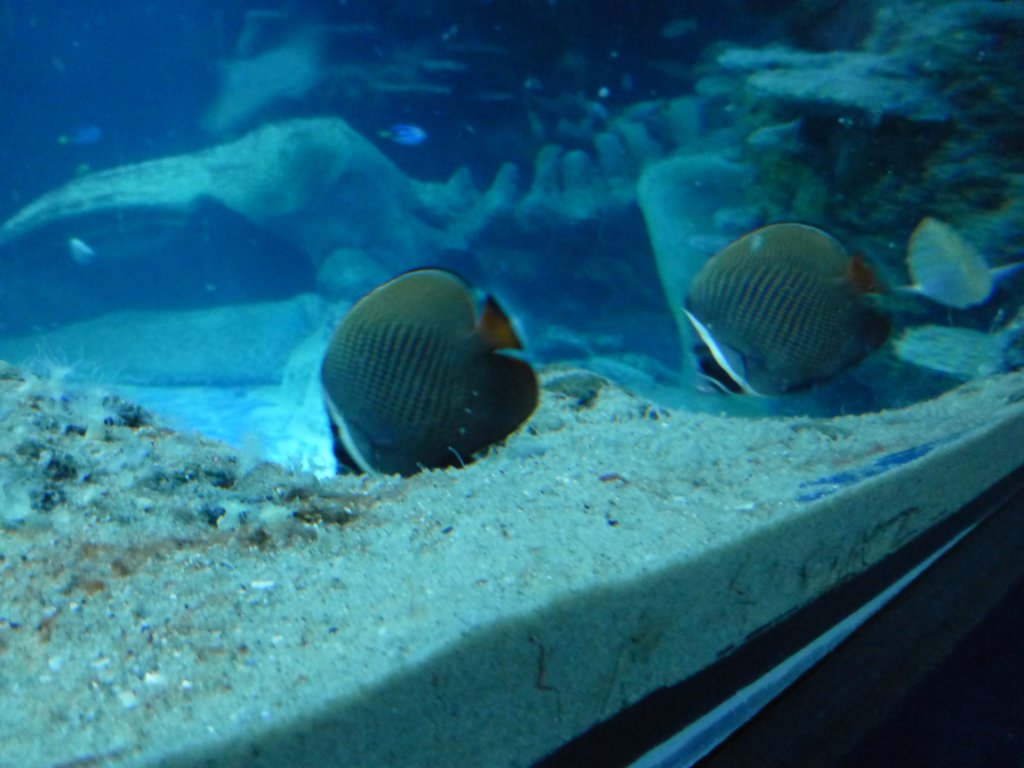 sealifelondonaquarium26.jpg