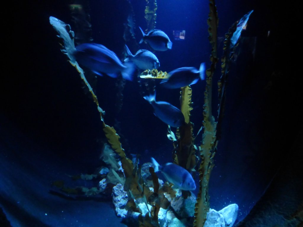 sealifelondonaquarium3.jpg